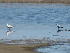 Chroicocephalus ridibundus