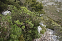 Hymenolepis crithmifolia