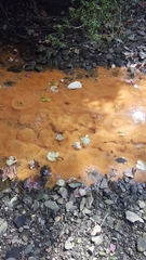 Bacteria