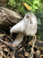 Fungi