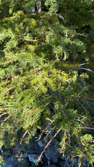 Picea glauca