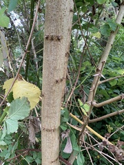 Robinia pseudoacacia