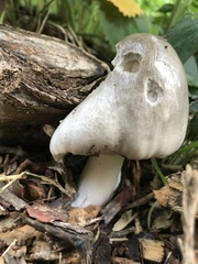 Fungi