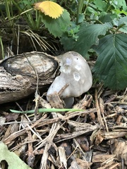 Fungi