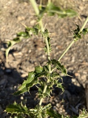 Cirsium arizonicum