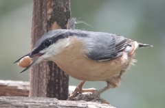 Sitta europaea