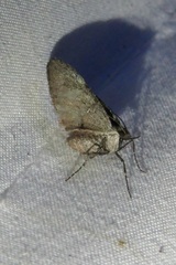 Stamnoctenis rubrosuffusa