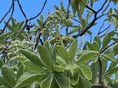 Heliotropium arboreum