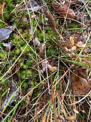 Polytrichum longisetum