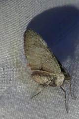 Stamnoctenis rubrosuffusa