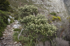 Phylica buxifolia