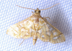 Pseudopyrausta marginalis