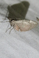 Stamnoctenis rubrosuffusa