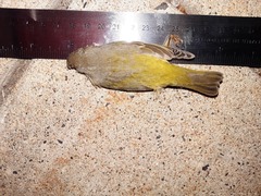 Leiothlypis ruficapilla