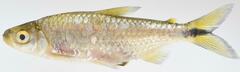 Brycinus lateralis