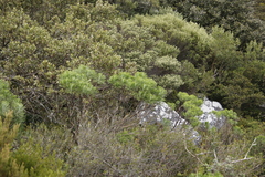 Hymenolepis crithmifolia