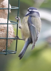 Cyanistes caeruleus