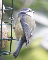 Cyanistes caeruleus