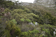 Phylica buxifolia