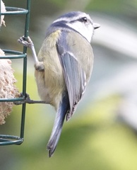 Cyanistes caeruleus