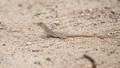 Dipsosaurus dorsalis