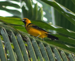 Icterus pectoralis