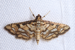 Hileithia magualis
