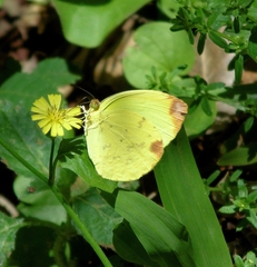 Pyrisitia leuce leuce