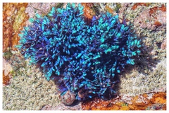 Virididentula dentata