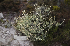 Syncarpha speciosissima