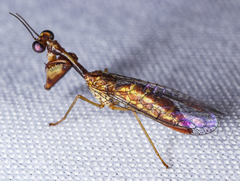 Leptomantispa pulchella