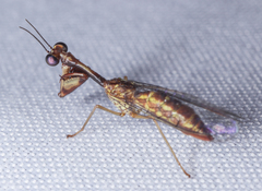 Leptomantispa pulchella