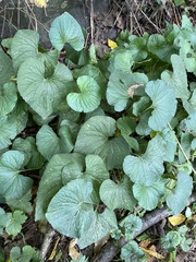 Viola