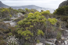 Leucadendron xanthoconus