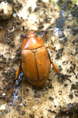 Pachystethus nectoctenus