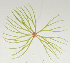 Ceratophyllum demersum var. demersum image