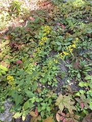 Solidago flexicaulis