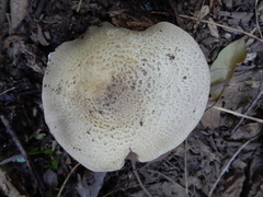 Agaricus augustus
