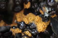 Hymeniacidon perlevis