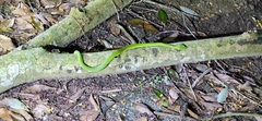 Trimeresurus stejnegeri