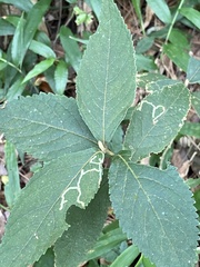 Callicarpa