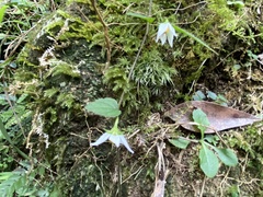 Lycianthes lysimachioides