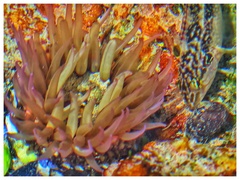 Anthopleura michaelseni