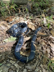 Lampropeltis getula