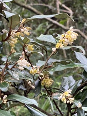 Elaeagnus thunbergii