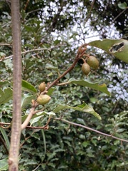 Elaeagnus thunbergii