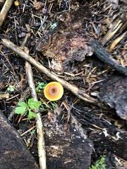 Xeromphalina cauticinalis