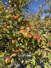 Malus prunifolia