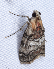 Pococera maritimalis