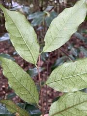 Prunus phaeosticta